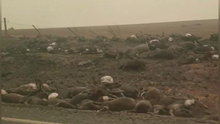 Avustralya’daki yangın sonrası korkunç manzara