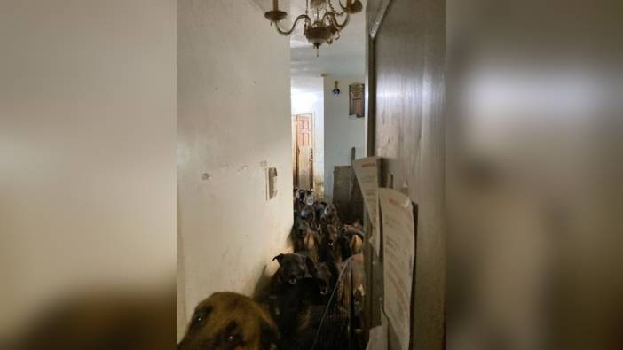New York'ta şok eden keşif: Tahliye edilen evde 48 köpek bulundu