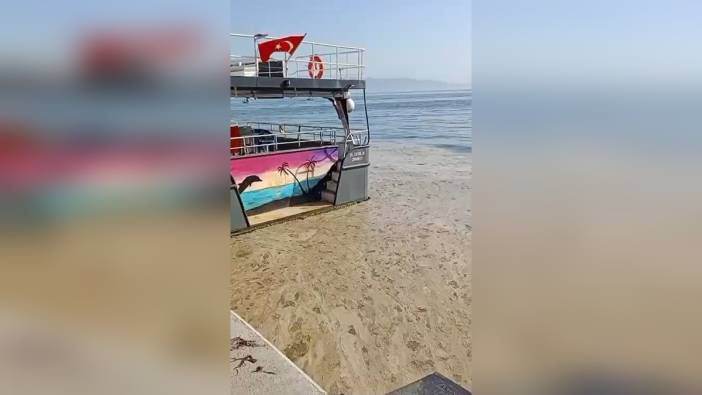 Gemlik Körfezi'nde müsilaj alarmı: Canlı yaşamı tehlikede