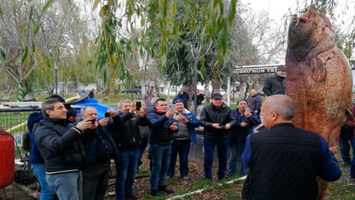 Dev yayın balığını görmek için sahile akın ettiler