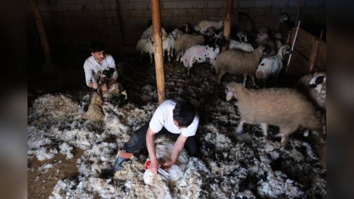 Erzincan'da küçükbaş hayvanların yün kırkımı başladı: Sıcak havalarda rahatlama ve verim artışı hedefleniyor