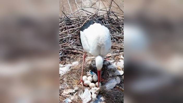 Erzincan'da göç etmeyen leylekler anne oldu: Doğa mucizesini tam zamanında getirdi
