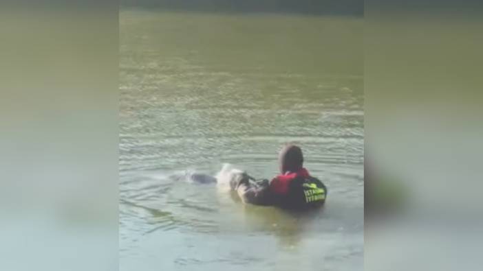 İstanbul Bakırköy'de mahsur kalan martı itfaiye tarafından kurtarıldı