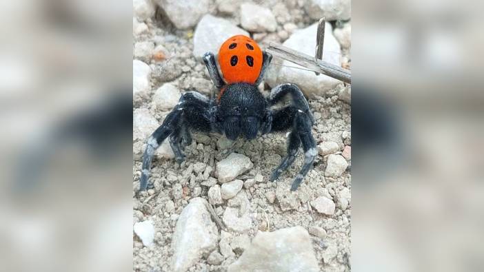 Çanakkale'de nadir görülen uğur böceği örümceği görüntülendi