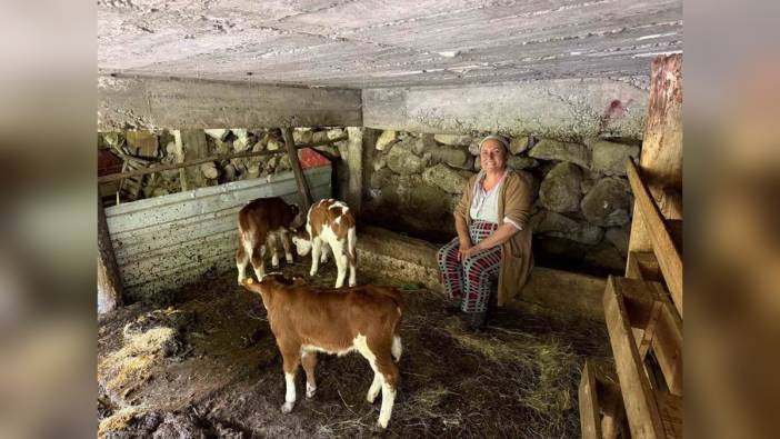 Artvin'de İnekten Dördüz Doğum: Üçü Hayatta Kaldı