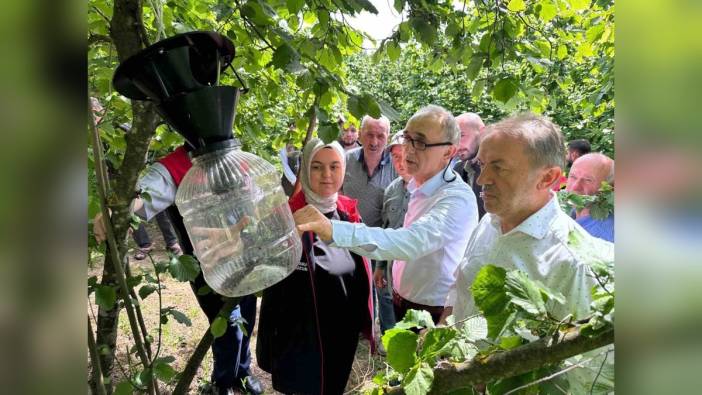Düzce'de kahverengi kokarca mücadelesi: 145 adet el yapımı tuzak kuruldu