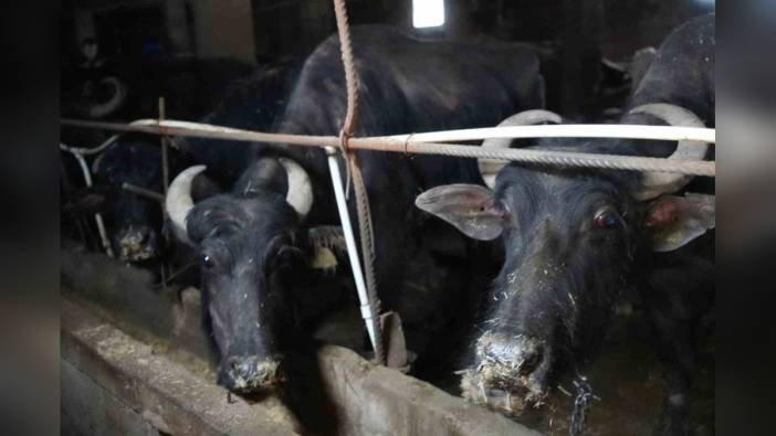 Bayburt'tan İstanbul'a kurbanlık hayvan sevkleri 20 Mayıs'ta başlıyor