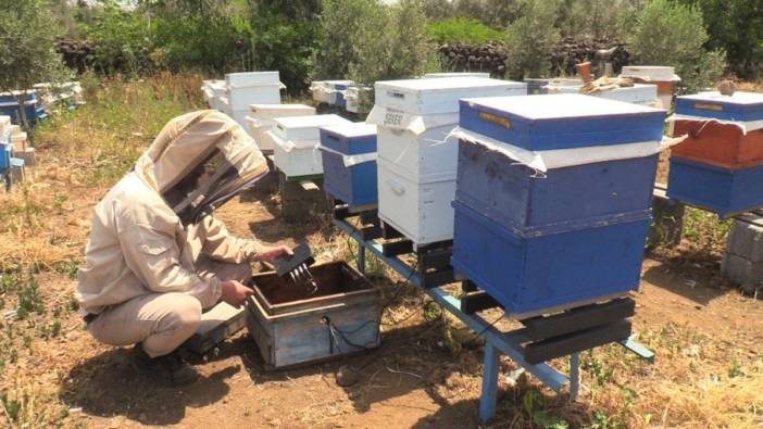 Osmaniye'de arıcılar, 'arı kantarı' ile teknolojiyi kullanıyor: Verim artıyor