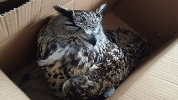 Arazide yaralı bulunan puhu kuşu, tedaviye alındı