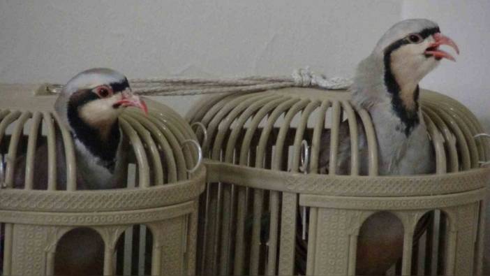 Batman'da Mehmet Ali Önel: 25 yıldır keklik kafesi yaparak geçimini sağlıyor