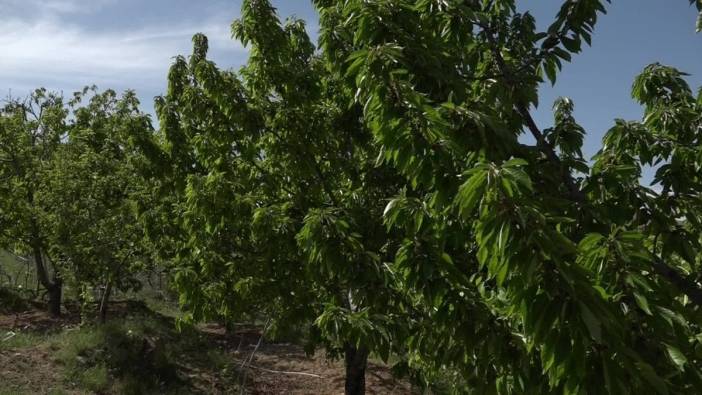 Malatya'da kiraz üreticileri: Yaprak toplamak zor ama geçim kaynağımız