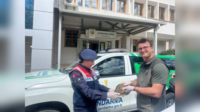 Gümüşhane'de yaralı tavşan tedavisi sonrası doğaya döndü