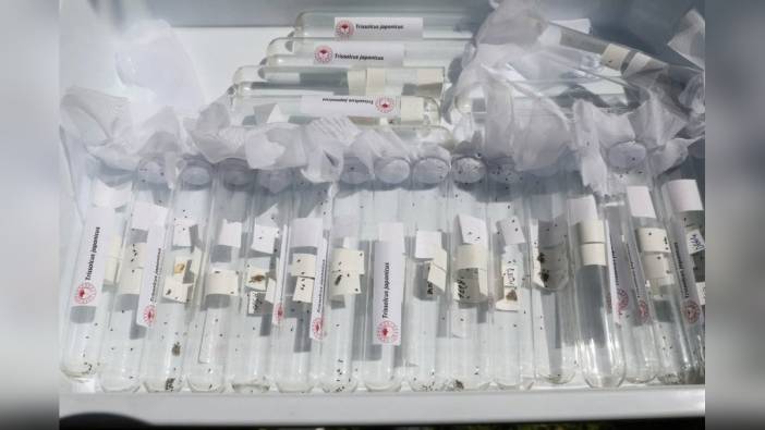 Salihli'de kahverengi kokarcaya karşı biyolojik mücadele