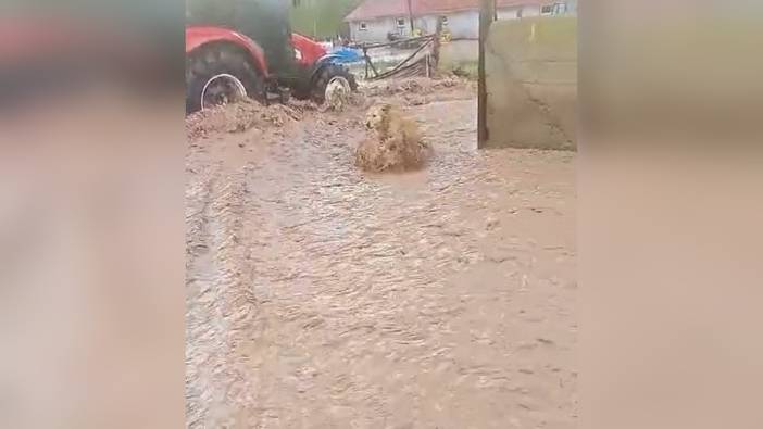 Sivas'ta sağanak sele yol açtı: Köpek son anda kurtarıldı