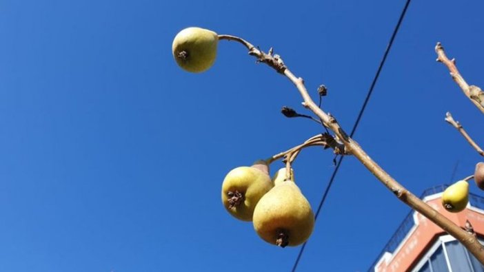 Osmaniye'de armut ağacı kışın meyve verdi