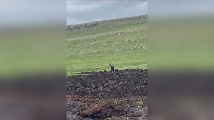 Ardahan'da nesli tükenmekte olan dağ keçisi görüntülendi