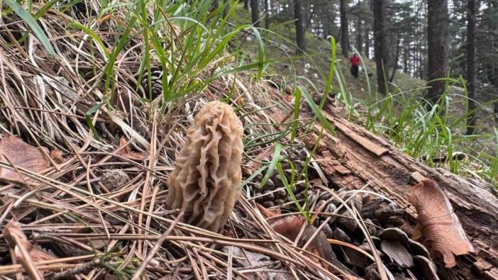 Mersin'de kuzugöbeği mantarı bereketi: Altın bulsak bu kadar sevinmeyiz