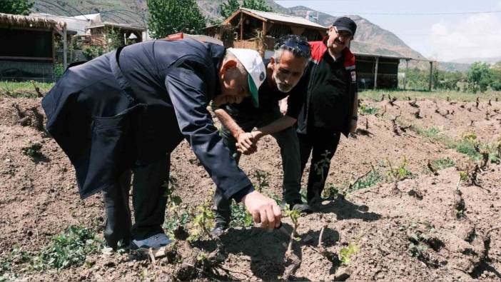 Erzincan'da bağ hastalıkları ve zararlıları için denetimler sürüyor
