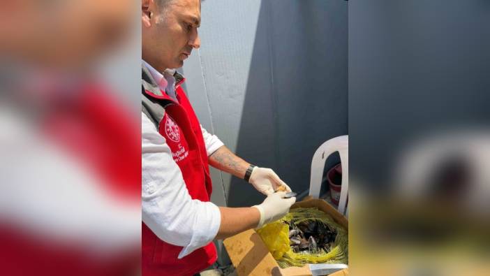 Muğla'da 100 kilogram midye imha edildi