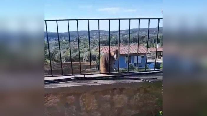 Muğla'da sokakta dolaşan maymun paniğe neden oldu