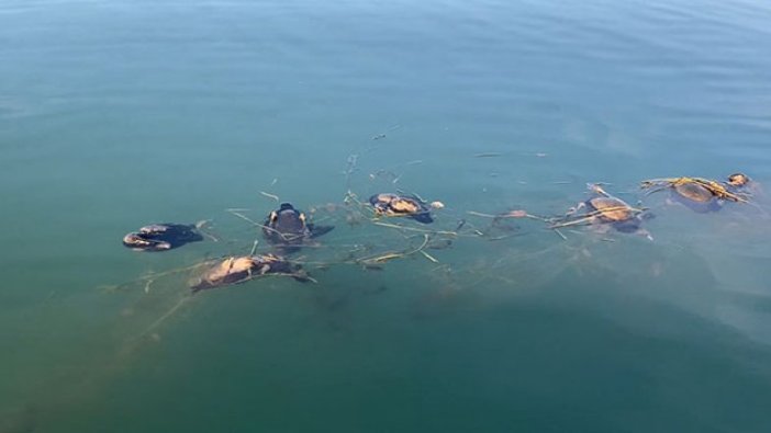 Sapanca Gölü'nde 'hayalet ağ' katliamı