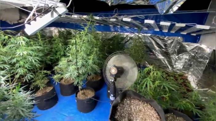 Samsun'da uyuşturucu operasyonu: 127 kök kenevir ele geçirildi