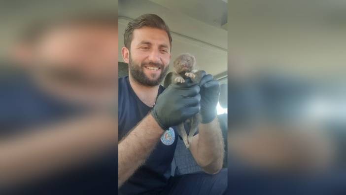 Karasu'da ayı yavrusu ihbarı sansar çıktı: Neden siz tavuklara saldırıyorsunuz?