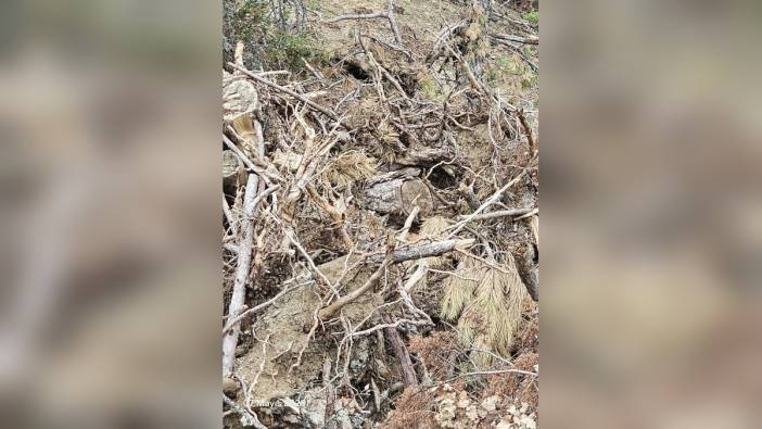 Bolu'da orman işçileri vaşak ailesini buldu: Anne ve yavruları koruma altında