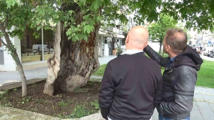 Samsun'da asırlık çınar ağacı: Gövdesi yandı, dalları yeşerdi