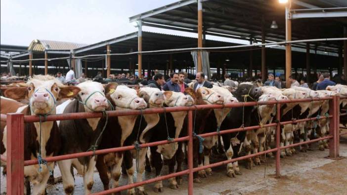 Veteriner hekimler tek tek anlattı: Bu bayramda kurbanlıklar kaçmayacak