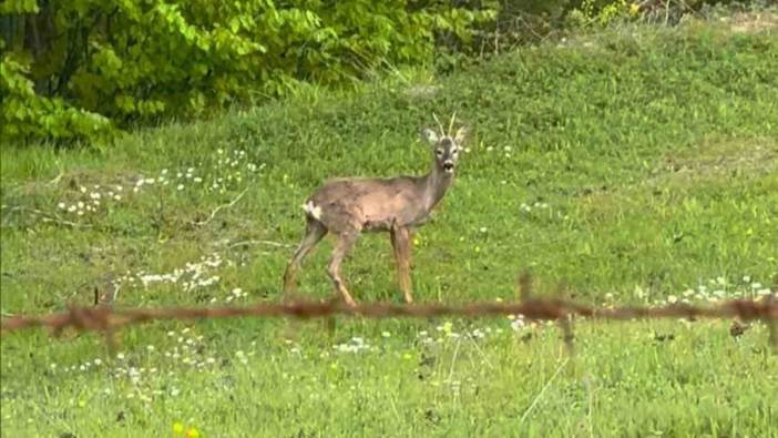 Taşova yaylasında Karaca keyfi