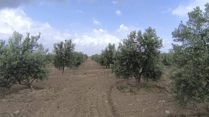 Kadirli'de zirai don zeytin üreticisini vurdu: Üretici iflas, hali perişan