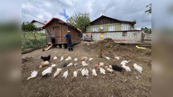 Kocaeli'nde başıboş köpekler 80 kümes hayvanını telef etti