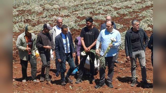 Araban'da Dünya Çiftçiler Günü sarımsak tarlasında kutlandı