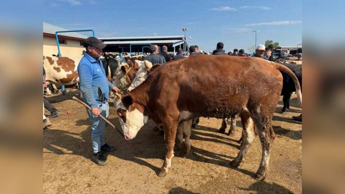 Afyonkarahisar'da kurban pazarları hareketlendi: Fiyatlar 80 bin TL'den başlıyor