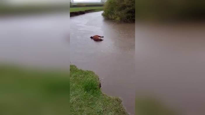 Kars'ta sel sularına kapılan büyükbaş hayvan telef oldu