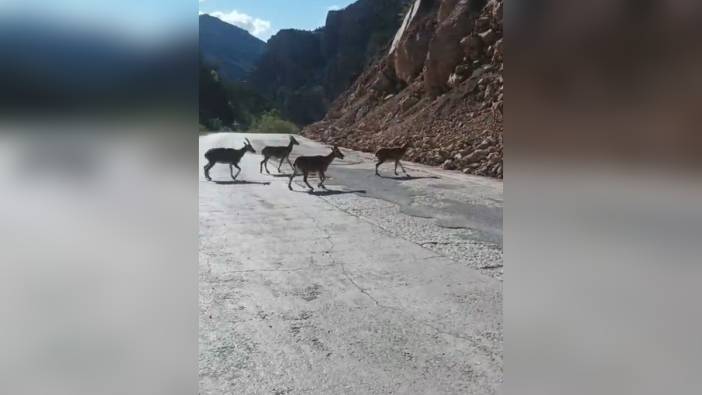 Gümüşhane'de vaşak ve dağ keçileri gündüz vakti görüntülendi