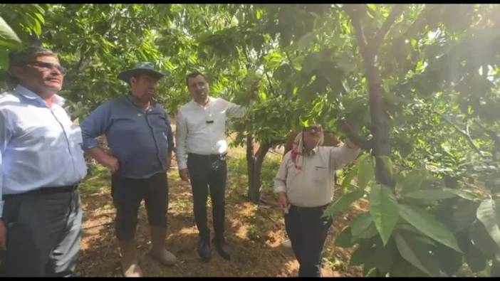 Manisa Milletvekili Başevirgen: Kiraz üreticileri zirai dondan etkilendi