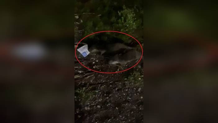 Diyarbakır'da su samurları yiyecek için çöpleri karıştırıyor: Su kirliliği, beslenme düzenlerini etkiliyor