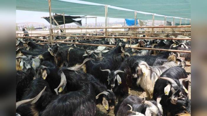 Elazığ Belediyesi: Kurban Bayramı hazırlıkları başladı