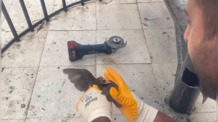 Şanlıurfa'da yavru kırlangıç itfaiye tarafından kurtarıldı