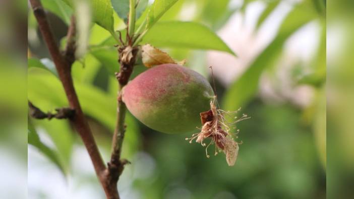 Çukurova Üniversitesi Öğretim Üyesi Kapur: Don olayları tarımsal felakete neden olabilir