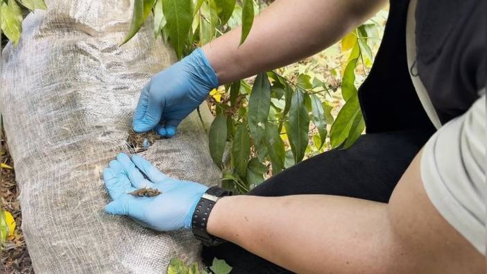 Mersin'de şeftali serasında 21 kilo skunk ele geçirildi