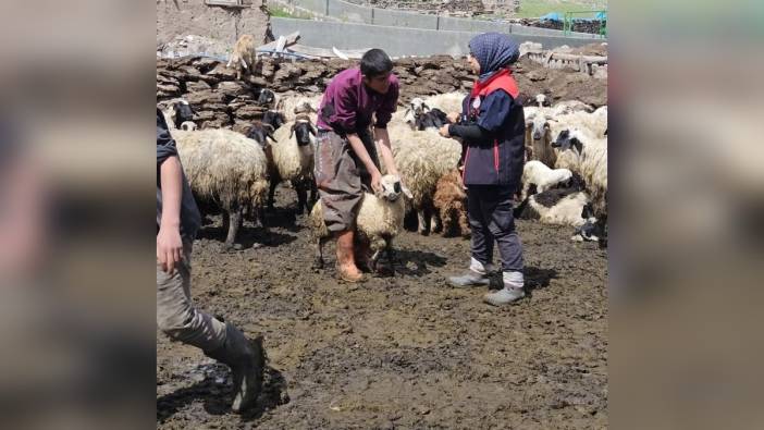 Ağrı Diyadin'de küçükbaş hayvanlara küpeleme ve aşılama çalışmaları sürüyor