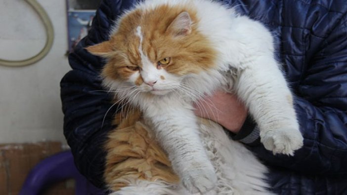 8 kiloluk kedi 'Şerafettin', esnafın maskotu oldu