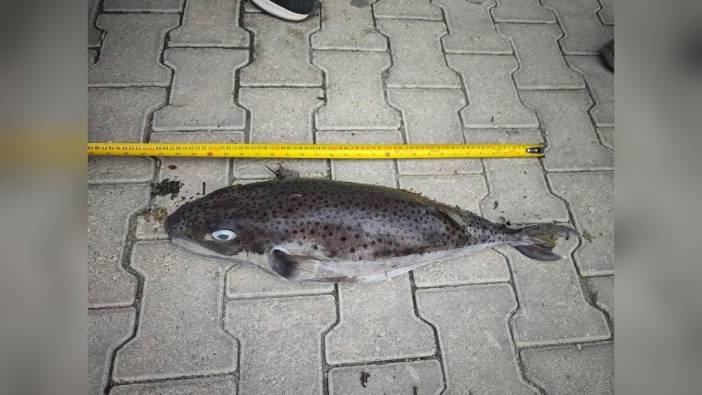 Datça kıyılarında dev balon balığı: 68 santimetre boyundaki zehirli balık imha edildi