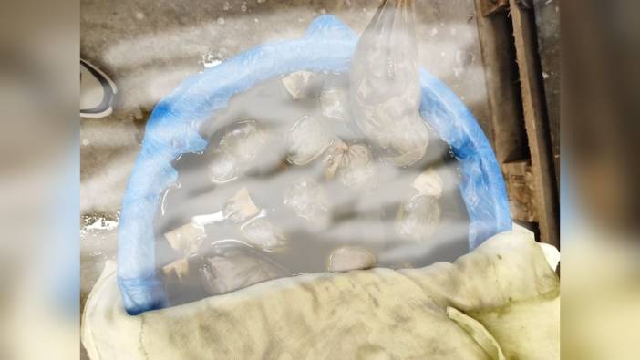 Edirne Kapıkule'de kaçak sülük operasyonu: 8 bin 273 sülük ele geçirildi