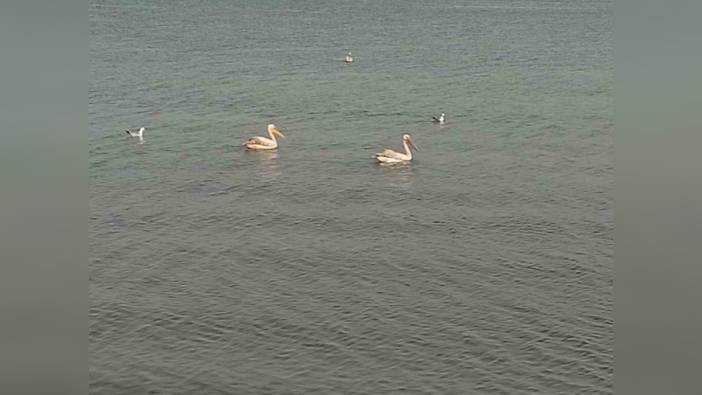 İznik Gölü'nde kuşlar görsel şölen sundu: Pelikanlar ve leylekler görenleri büyüledi