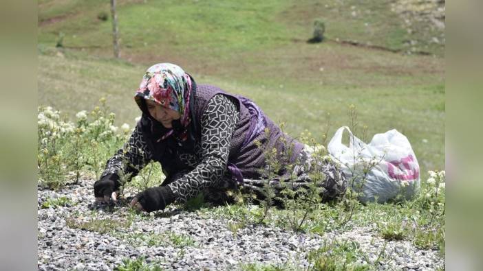 Sivas'ta madımak sezonu: Kilosu 150 liraya kadar çıkıyor