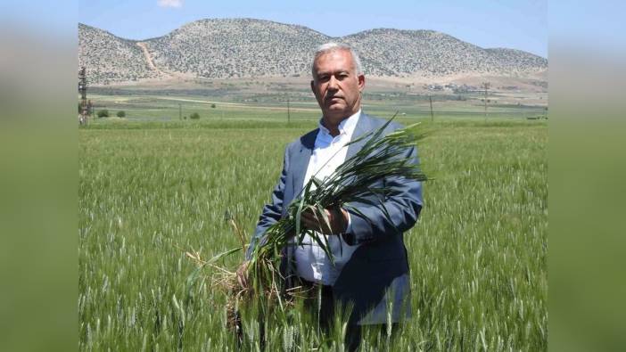 Gaziantep Araban'da buğday hasadı: 100 bin ton rekolte bekleniyor